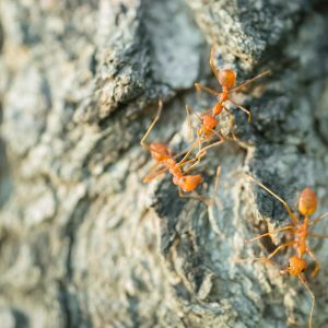 Sposoby na pozbycie się mrówek