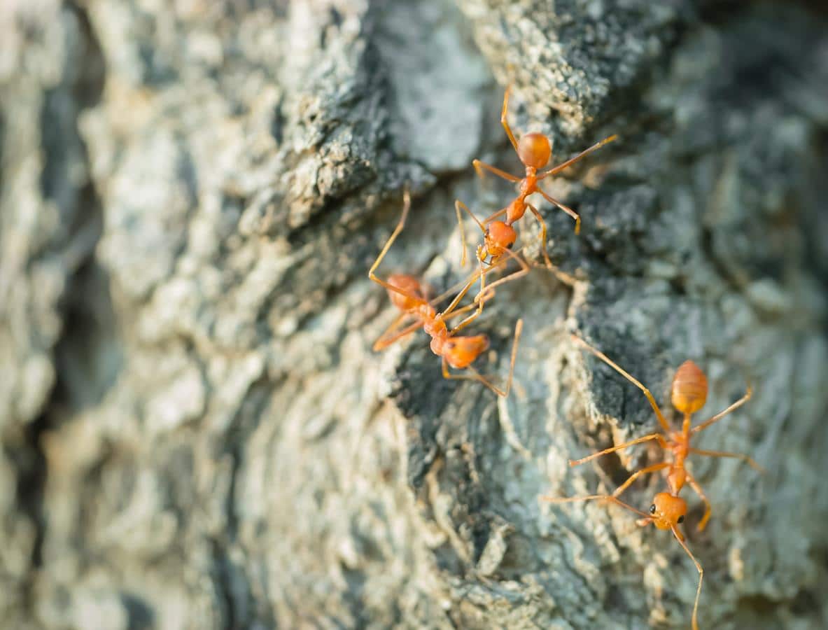 Sposoby na pozbycie się mrówek