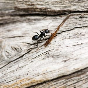 Sposoby na mrówki