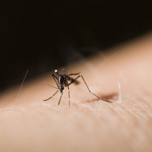 Co odstrasza komary
