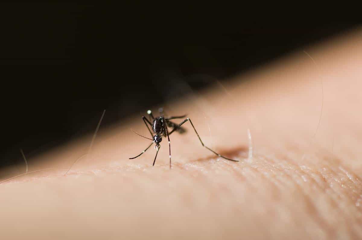 Co odstrasza komary