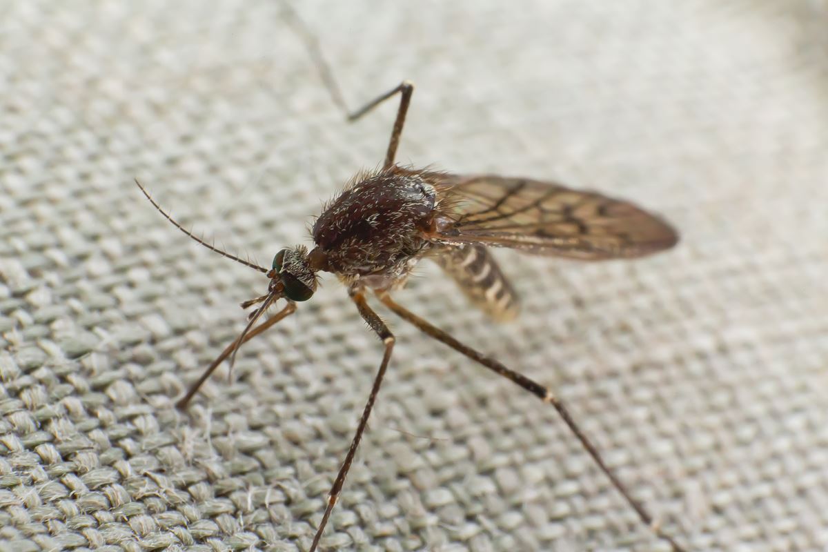 Sposoby na komary
