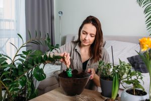 Jak podlewać kwiatki drożdżami