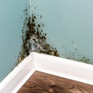 Jak usunąć grzyba ze ściany domowe sposoby